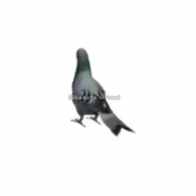 pigeon spin