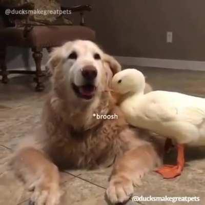 A dog and a duck becoming friends