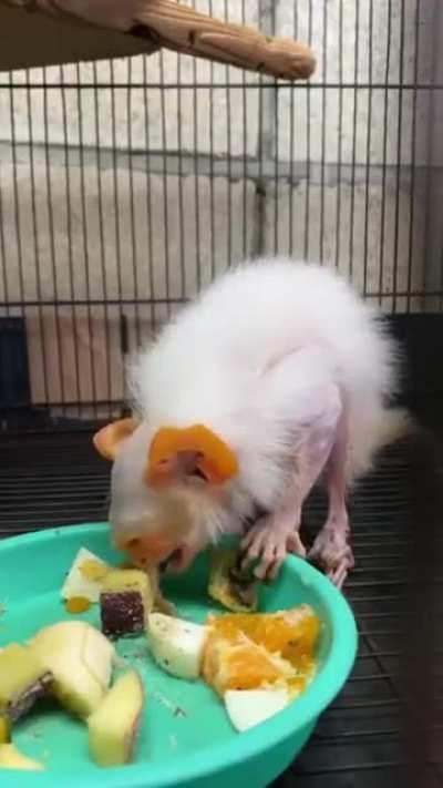 no idea what animal it is.