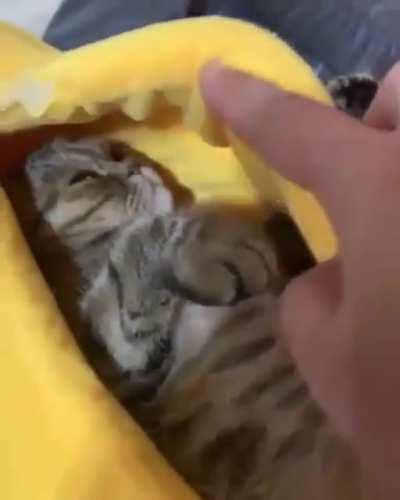 He really likes his new bed.