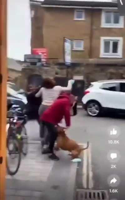 Woman walking a pitbull tries to stop a mugging. The pitbull attacks the woman being mugged, and then attacks its owner. The mugger gets away unharmed.