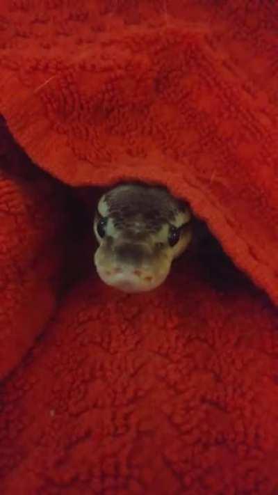 Orochi doing a quick look around before taking a lil nap!