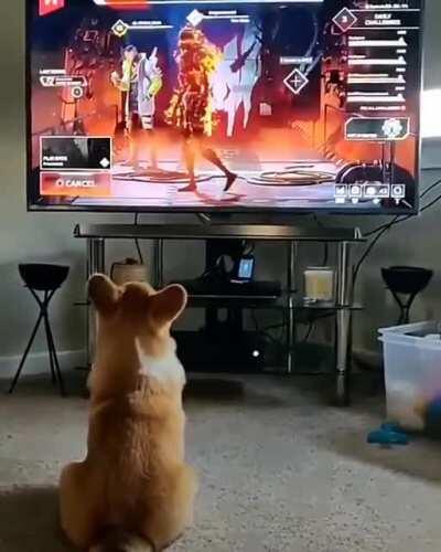 Dog gets scared [Found on twitter]