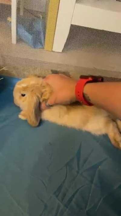 Truffle turned two months yesterday 🥰 So in love with my little buns.