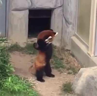 Got scared by a rock