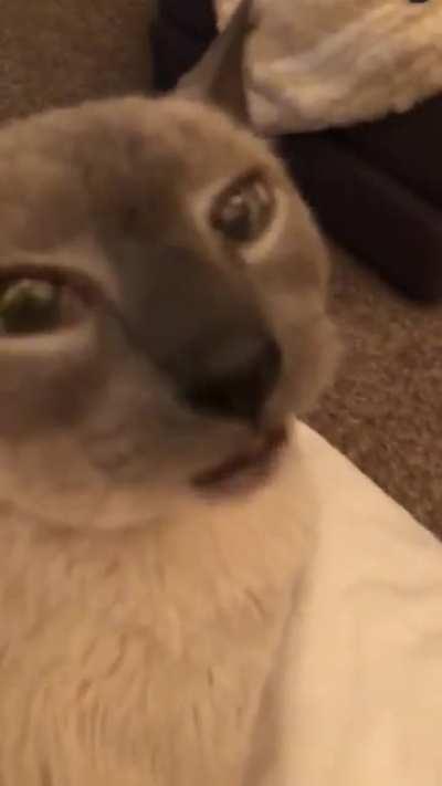 Never a moment of peace in this house