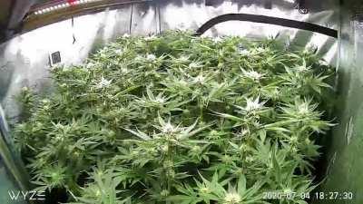 Full Cannabis Time-lapse