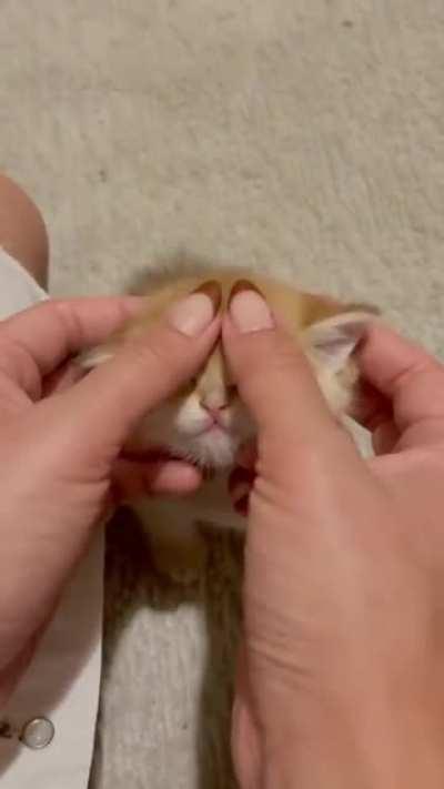 А вы погладили сегодня своего Котика?