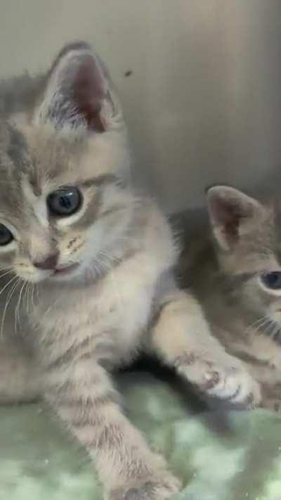 The criminals have started turning on each other