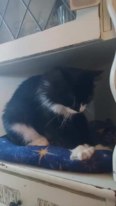 Does your kneading kitty look kittenish?