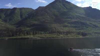 Females grizzly bears produce on average two cubs in a litter, and the mother cares for the cubs for up to two years, during which time the mother bear will not mate. Here are two grizzly bear cubs riding on top of their mother's back as she swims across 