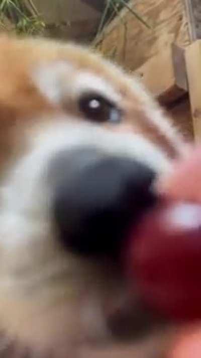 Red panda eating grapes 🍇