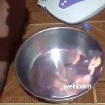 high stakes game of Beyblade