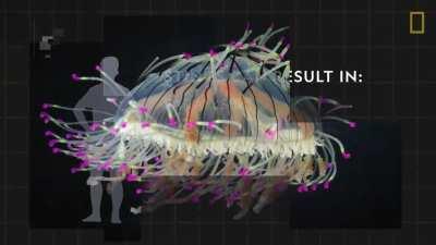 Boneless, brainless, and bloodless, jellyfish have been around for hundreds of millions of years. Oh and they aren't actually fish.