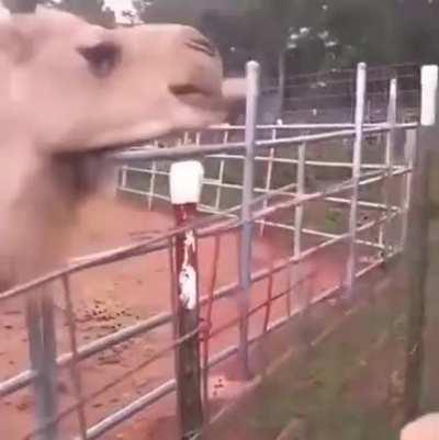 Waiter?There's hair in my food...and I LOVE it!