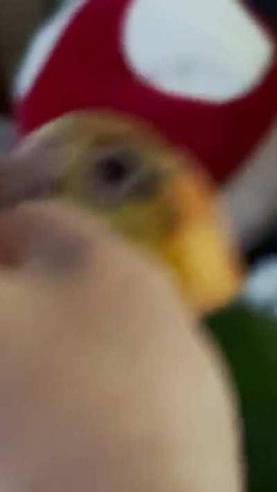 Gizmo’s such an attention thief. Ofc during multiplayer competitive too haha