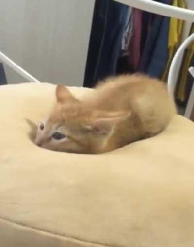 hELPLeSs Cat SInKS intO quICKsand aND fUCkinG dieS!!!