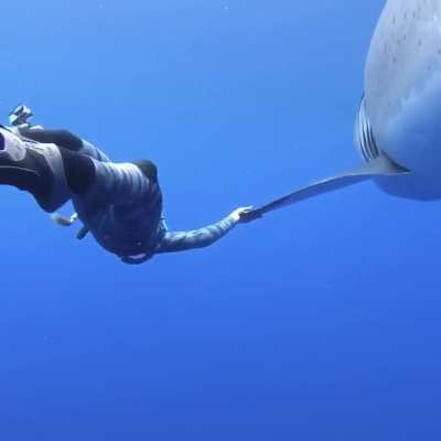 Possibly the largest great white shark ever recorded, approximately 20 feet long!😮