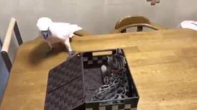 Birb serves some justice