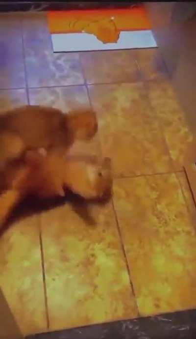 cat of the day 118 (boxer)