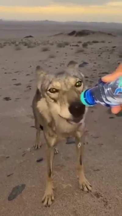 This guy found a thirsty wolf in the desert