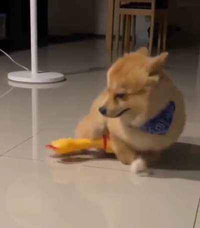 It's time to tell him from were puppies come from.