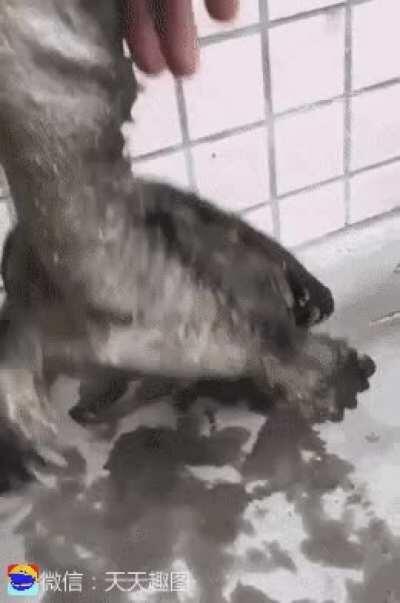 Dont Fuck with Turtles.