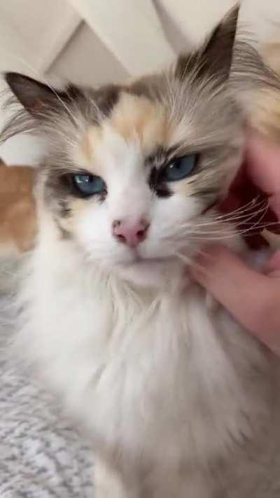 Meet the Home Tigers, Pablo and Sno, who attacked a photographer