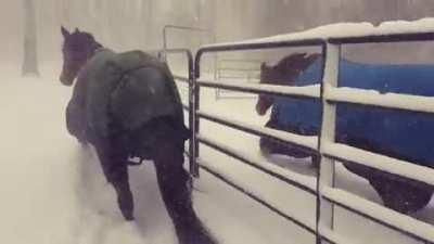 Horsies enjoying the winter!