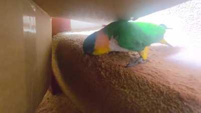 Day 42 posting my parrot Lenny for the bajs