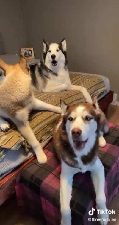 What you say hooman?