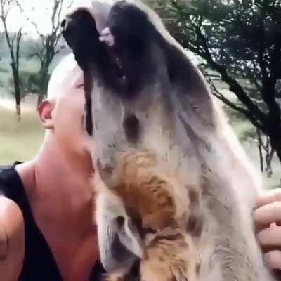 He tames even the wildest animals