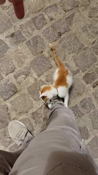 He attached himself to my foot... Can I keep him?