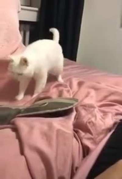 This cat can groove.