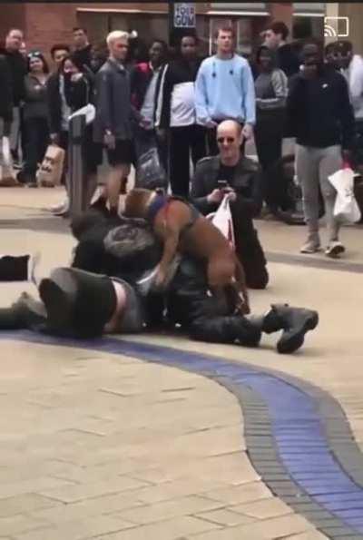 This dog got in the mood from two strangers fighting.