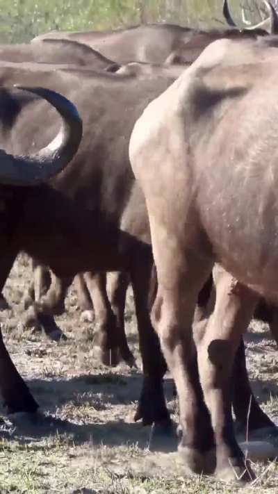 🔥 Lucky tortoise survives passing herd of Cape buffalo at Mala Mala Game Reserve