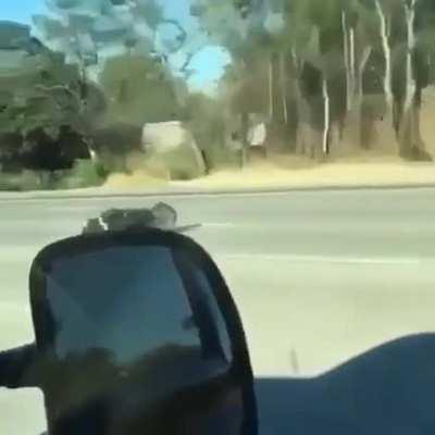HMFT after the Speed Wobbles kick in...