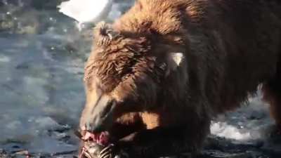 Kodiak bear enjoying fresh Salmon