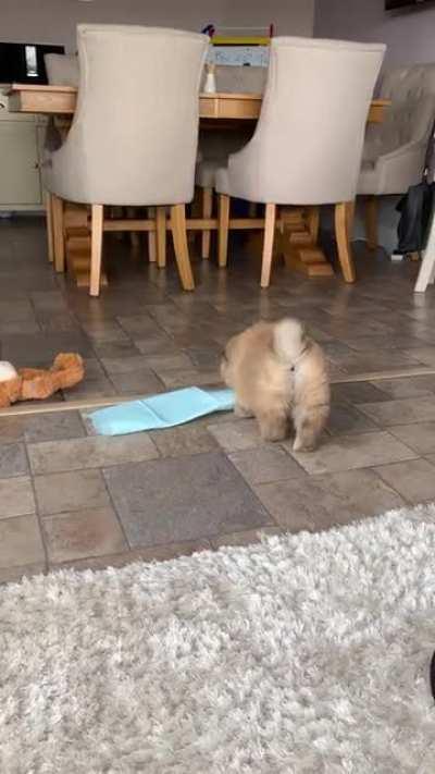 Our new lady in the family, welcome home Blu 💙