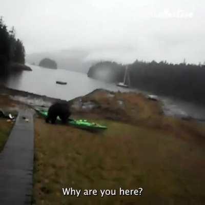 Mr Bear going for her Kayak