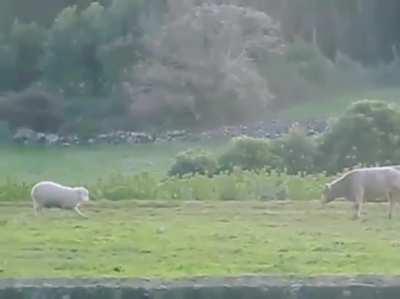 The battle of the ages