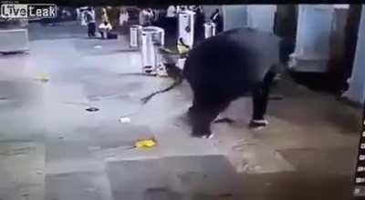 The elephant wins (NSFL)