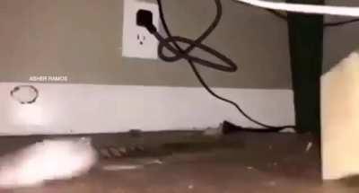 rat is astronaut in ocean