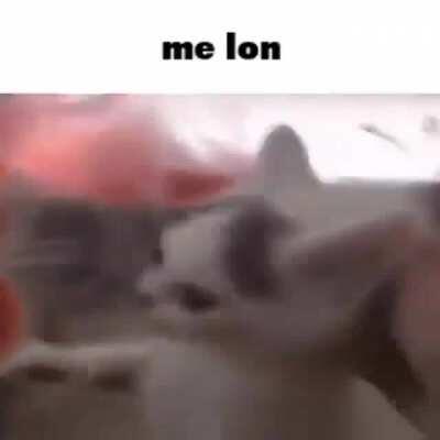 🍉✨ m e l o n ✨🍉