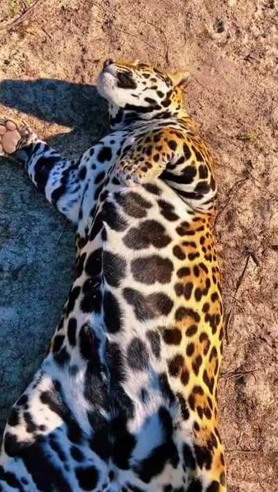 Pretty jaguar