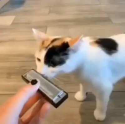 this is the true 5th beeble