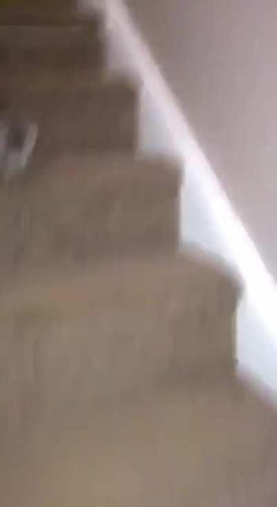 Small kitty goes down on stairs