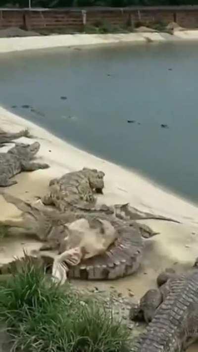 To walk past the crocs