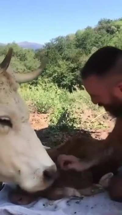This mother cow just delivered a baby & shows gratitude to the man for the help he provides. Good humans don't only go to heaven, but they also turn everywhere they are into heaven.❤️🐄😁