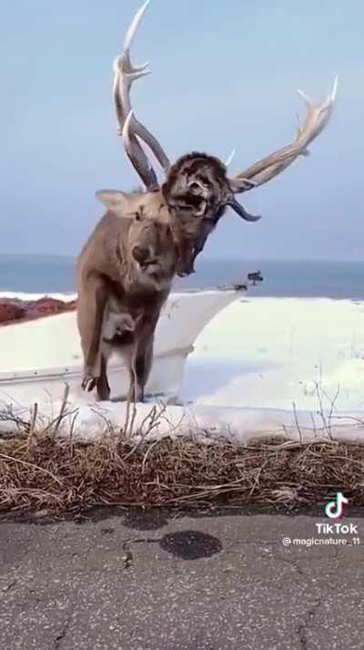 There can only be one winner.